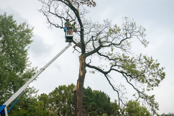 Best Tree Trimming and Pruning  in Eldersburg, MD