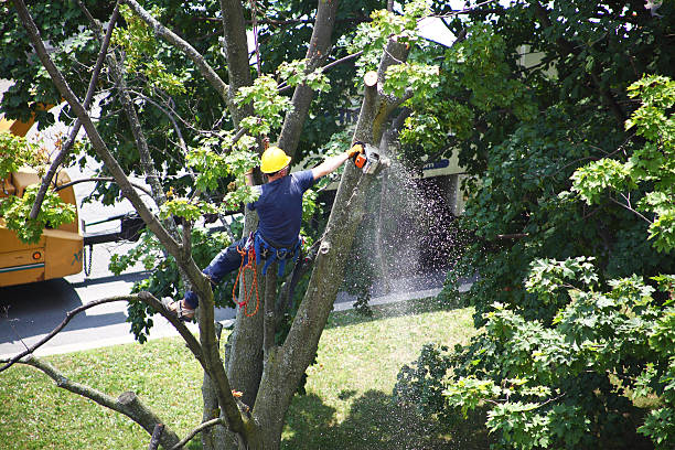 Best Seasonal Cleanup (Spring/Fall)  in Eldersburg, MD