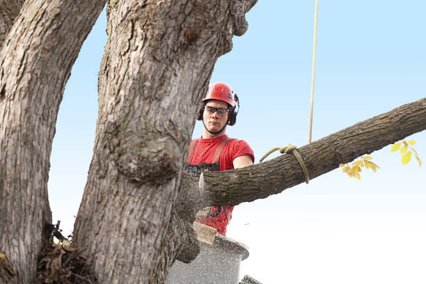 How Our Tree Care Process Works  in  Eldersburg, MD